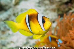 A small clownfish (Amphiprion bicinctus) swimming away fr... by Joao Pedro Tojal Loia Soares Silva 